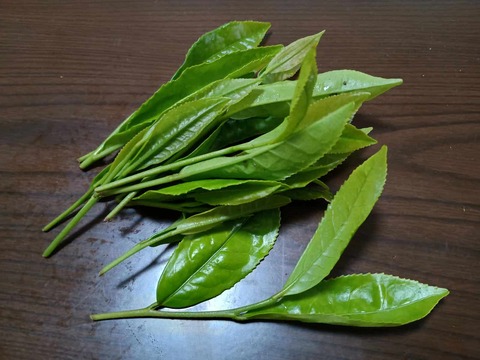 20250506お茶の葉 (1)