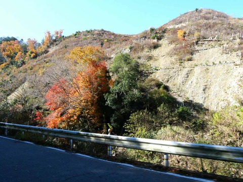 20241207府道6号紅葉 (39)