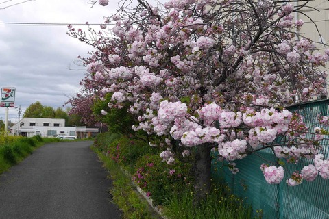 20200419sakura1