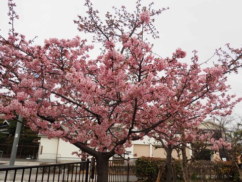 20220313筒井池  (2)