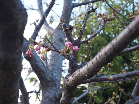 20240218河津桜 (14)