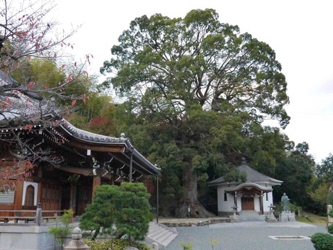 ichijyoji1
