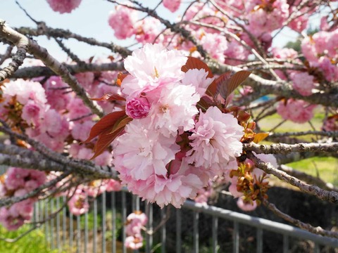 20250427樫田桜 (6)