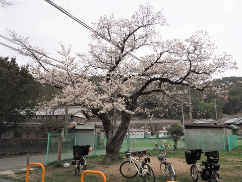 20230325原の桜 (3)