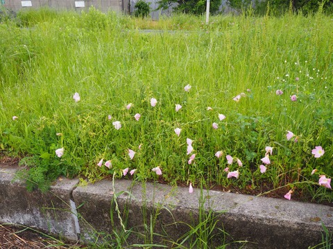 20220501淀川堤防 (10)