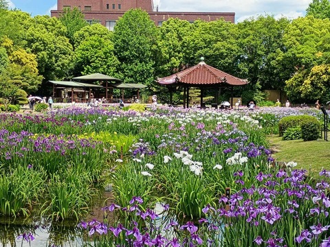 20260529城北菖蒲園 (3)