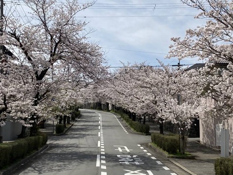 20240407桜番外 (15)