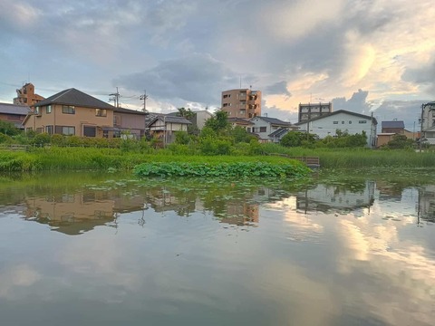 20250710小寺池 (1)
