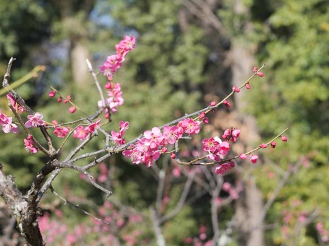 20260204上宮天満宮 (14)