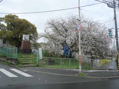 20260410桜 (1)