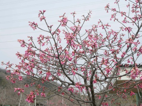 20260318摂津峡公園 (8)