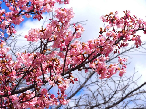 20240302筒井池公園 (21)