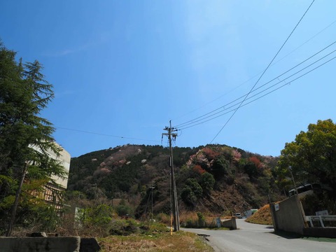 20250412府道6号桜 (4)