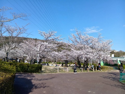 20250404摂津峡 (10)