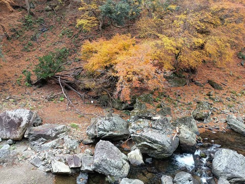 20251207府道6号紅葉 (25)