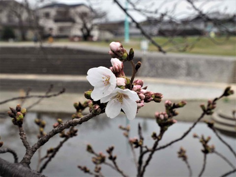 20230321芥川桜堤 (18)