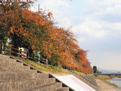 20221104芥川桜堤 (1)