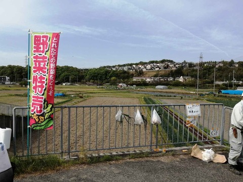 20240421玉ねぎ (2)