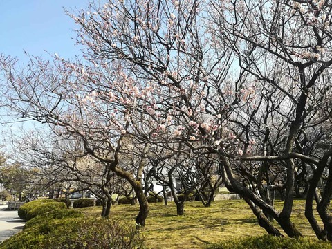 20220308高槻城公園 (6)
