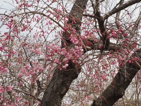 20230325筒井池公園 (6)
