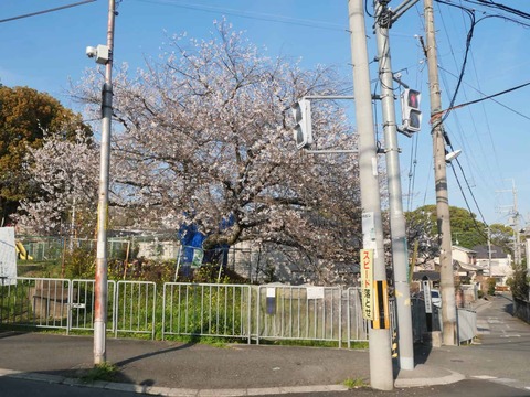 202604033桜 (17)