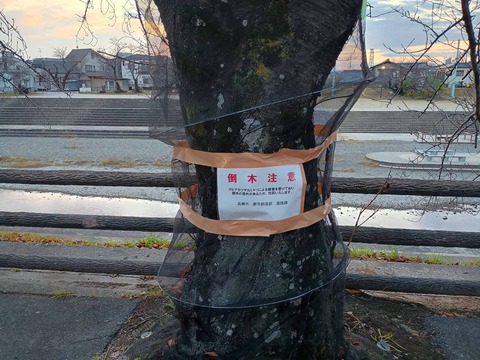 20251220桜堤伐採予定 (1)