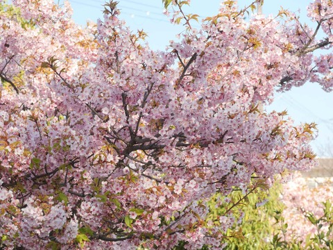 20260317筒井池公園 (2)