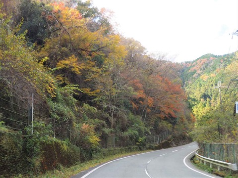 20211127北部紅葉 (12)