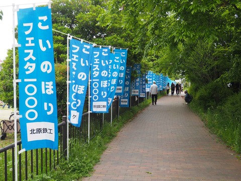 20240429こいのぼりフェスタ (1)