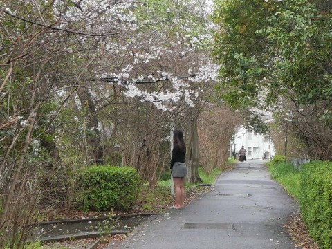 20260401玉川桜 (25)A