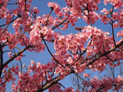 20230311河津桜 (14)