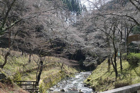 20200329sakura7