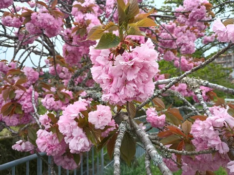 20260424樫田 (3)