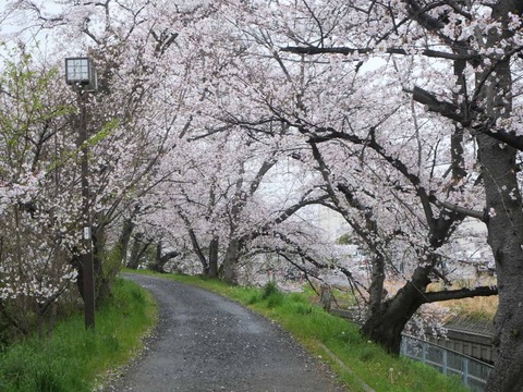 20260401玉川桜 (5)