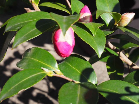 20231223サザンカ (6)