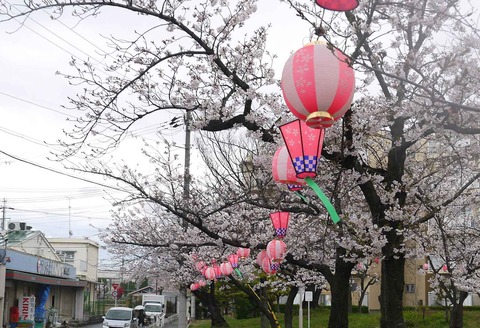 20200401sakura7