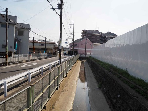 20230401島本町青葉 (3)