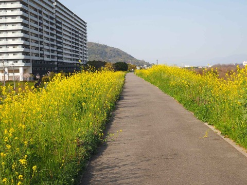 20230401島本上牧セイヨウカラシナ  (6)