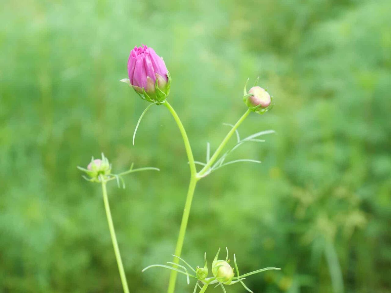 三島江 コスモスのようすを見てきた これからだけど咲き始めている