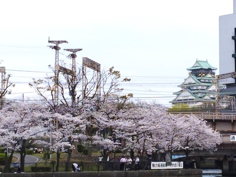 20240410大阪造幣局ほか (1)