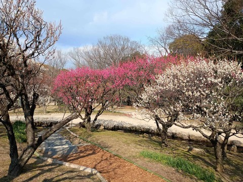 20260202万博記念公園 (67)