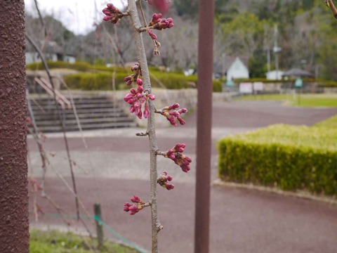 20210307settukyo_sidare (4)
