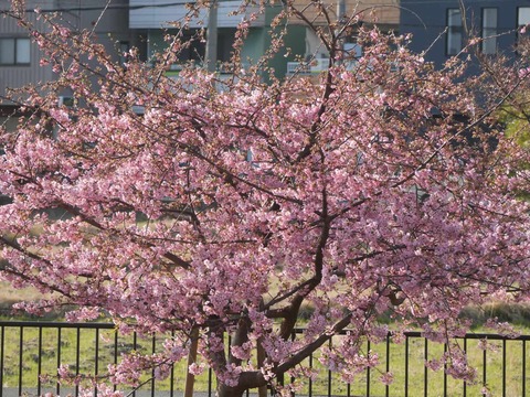 20260301河津桜今城 (15)