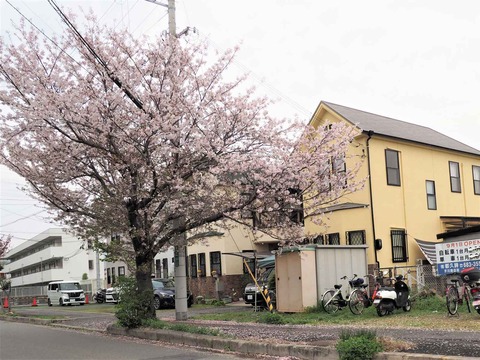 20230408郡家本町 (4)