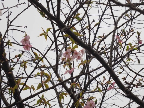 20220313筒井池  (15)