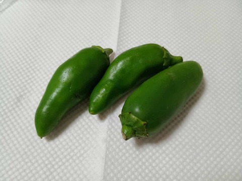 20250817こどもピーマン (2)