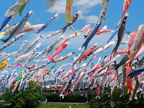 20260426こいのぼり (7)