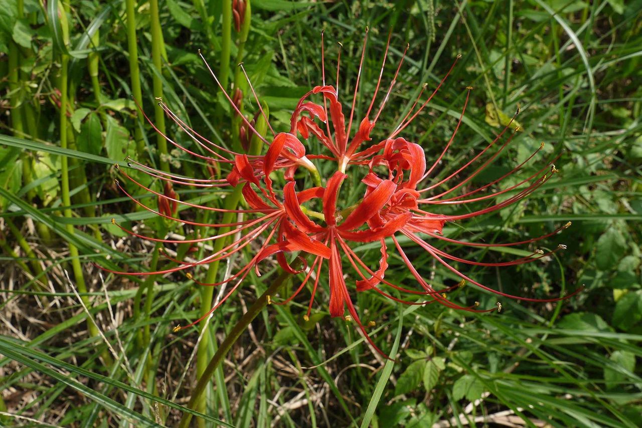 高槻の北部 田んぼで咲き始めたこの花は何 赤くて虫除けに植えられていることが特徴 19年 高槻network新聞