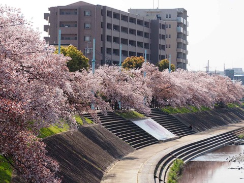 20220409桜中南部 (2)