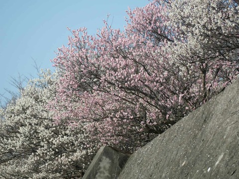 20250323北清水小学校梅 (6)